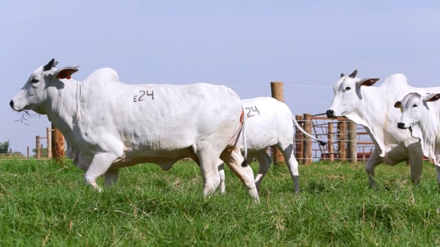 Lote E24