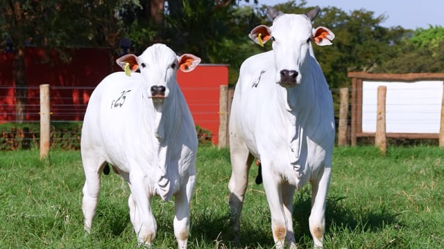 Lote E25