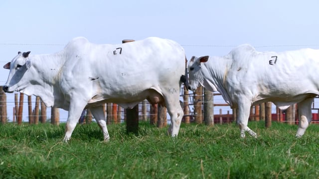Lote E07