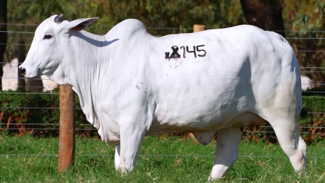 Lote 145