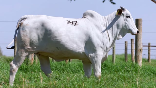 Lote 147
