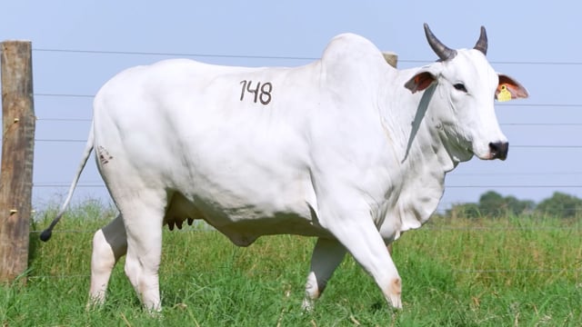 Lote 148