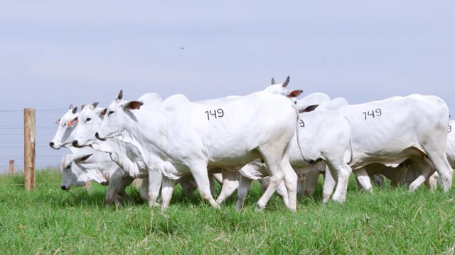 Lote 149