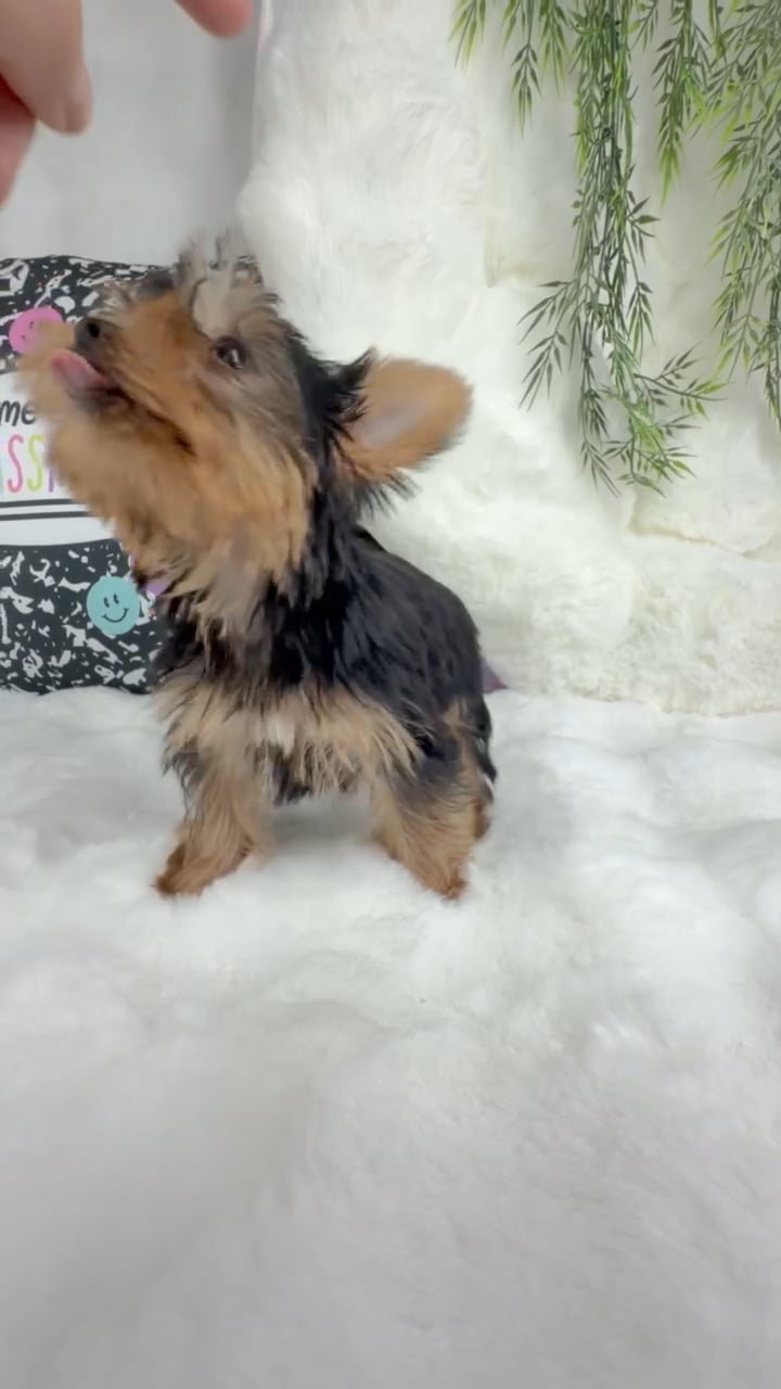 Female Yorkie puppy named Starbust for sale at Puppy Dreams - Denton. video thumbnail