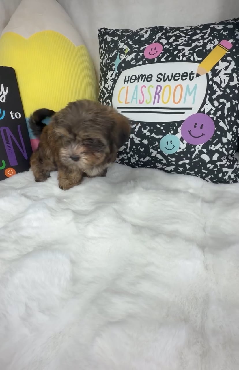 Female Shorkie puppy named Muffin for sale at Puppy Dreams - Denton. video thumbnail