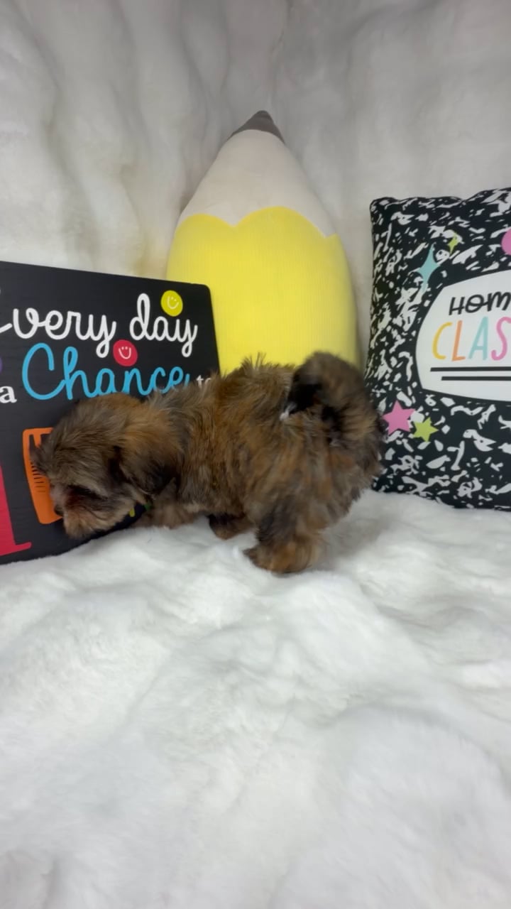 Female Shorkie puppy named Muffin for sale at Puppy Dreams - Denton. video thumbnail