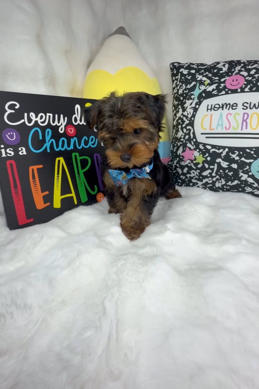 Male Yorkie puppy named Bubs for sale at Puppy Dreams - Denton. video thumbnail