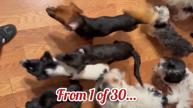 Enlarge Rufus, a Adoptable mixed breed in San Antonio, TX video 5/5