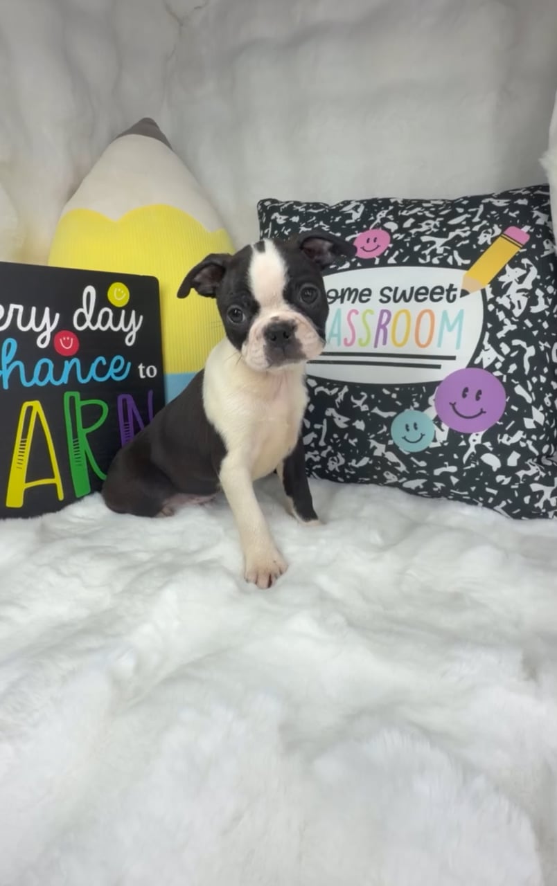 Female Boston Terrier puppy named Apple for sale at Puppy Dreams - Denton. video thumbnail
