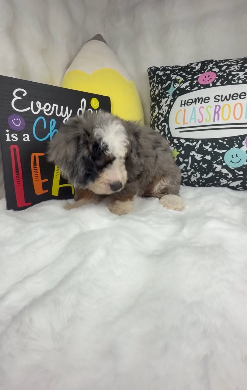 Female Bernedoodle puppy named Almond Joy for sale at Puppy Dreams - Denton. video thumbnail