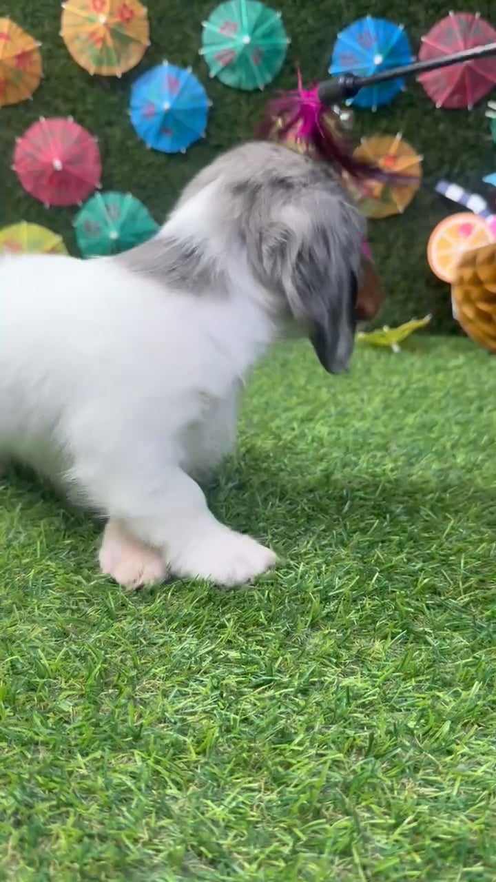 Female Dachshund puppy named Clover for sale at Puppy Dreams - Carrollton. video thumbnail