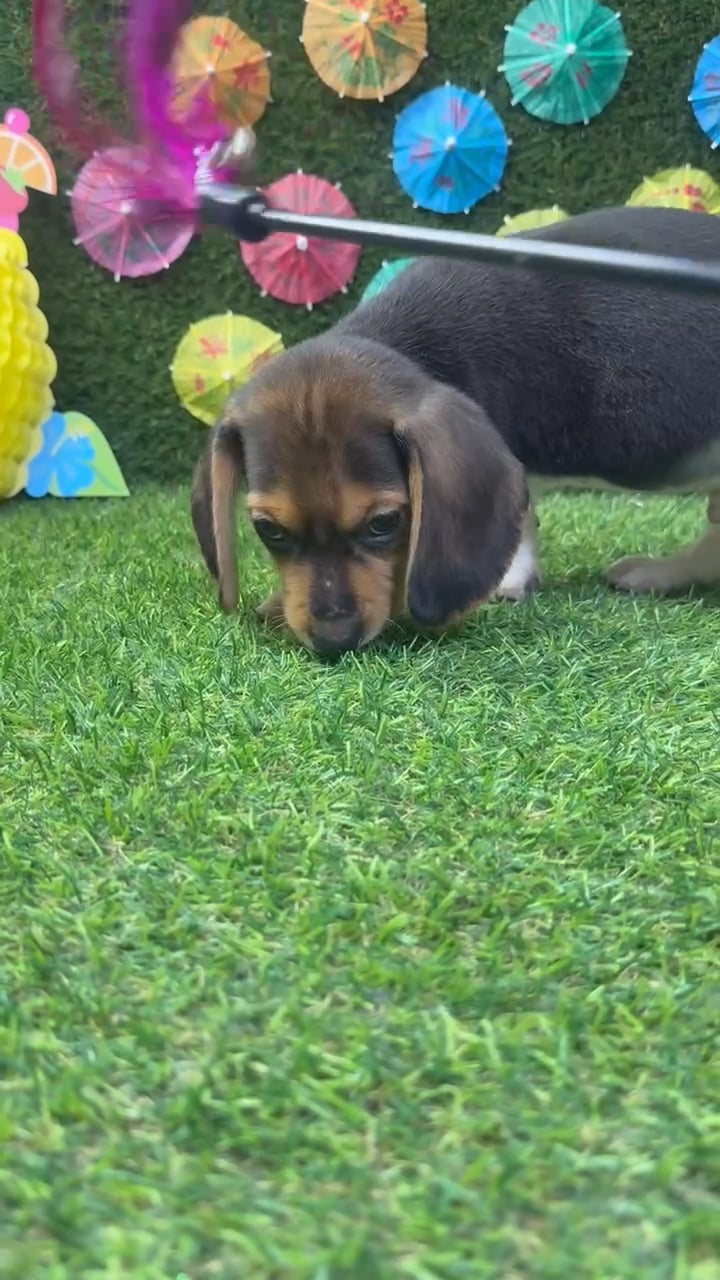 Male Beagle puppy named Buddy for sale at Puppy Dreams - Carrollton. video thumbnail