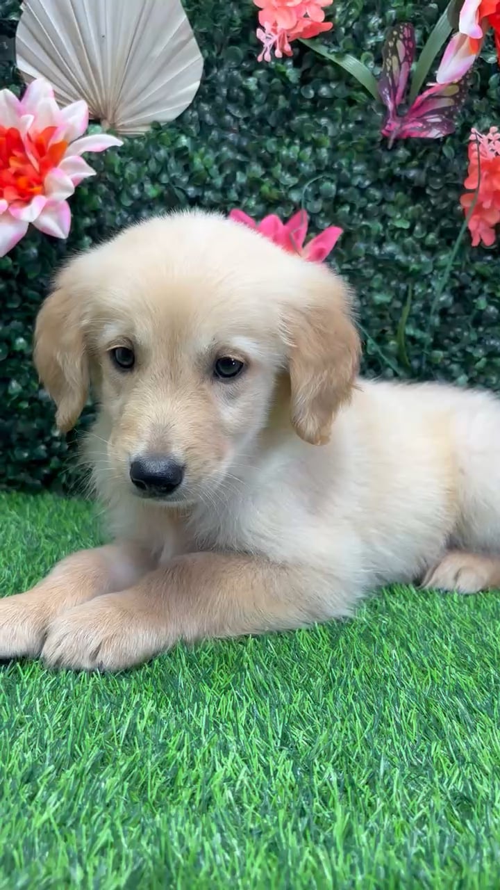 Male Golden Retriever puppy named Sunny for sale at Puppy Dreams - Wichita West. video thumbnail