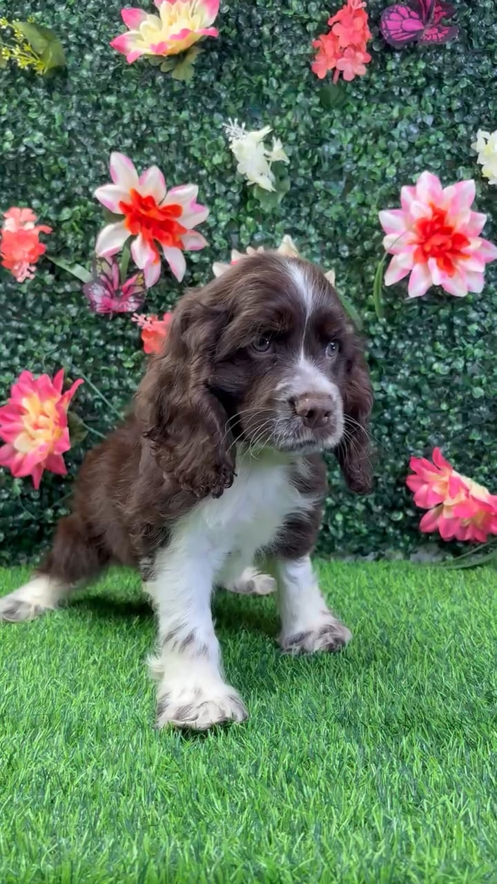 Male Cocker Spaniel puppy named Scout for sale at Puppy Dreams - Wichita West. video thumbnail