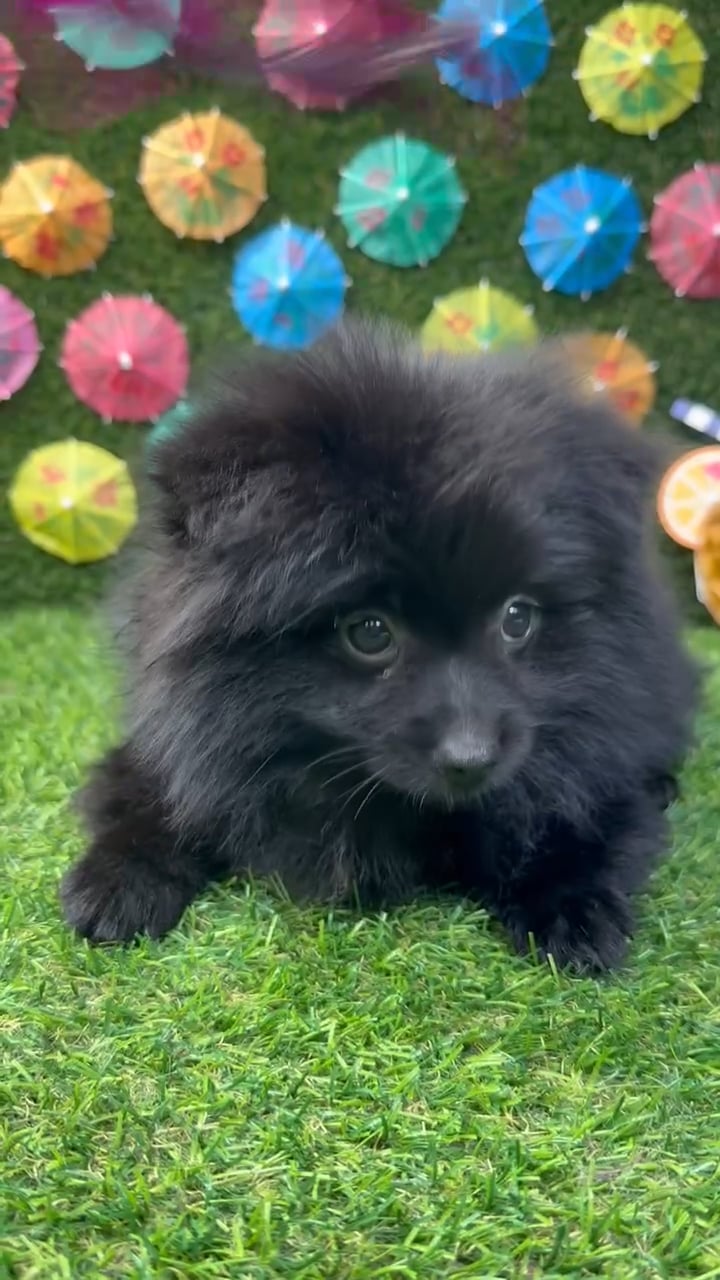 Male Pomeranian puppy named Ace for sale at Puppy Dreams - Carrollton. video thumbnail