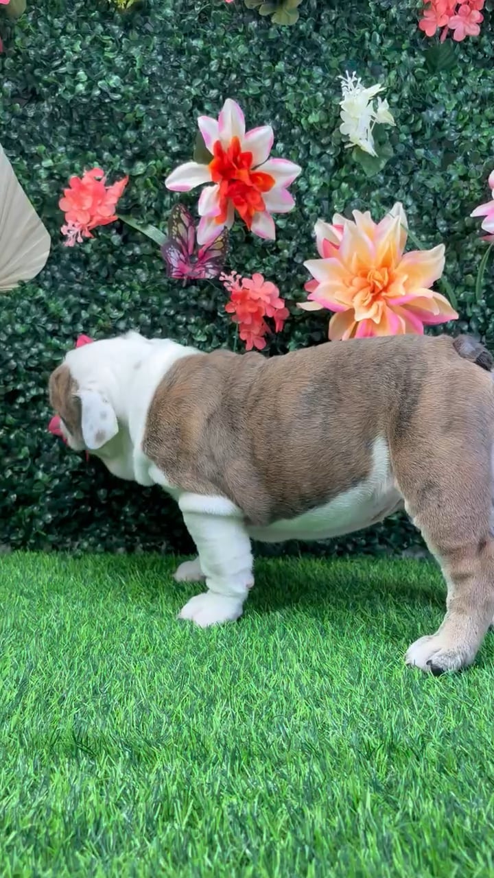 Male English Bulldog puppy named Baymax for sale at Puppy Dreams - Wichita West. video thumbnail