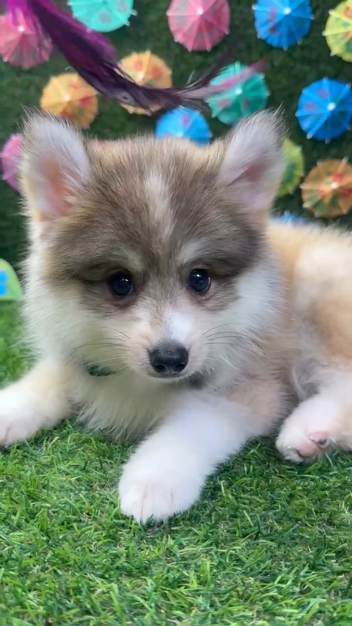 Male Pomsky puppy named Bear for sale at Puppy Dreams - Carrollton. video thumbnail