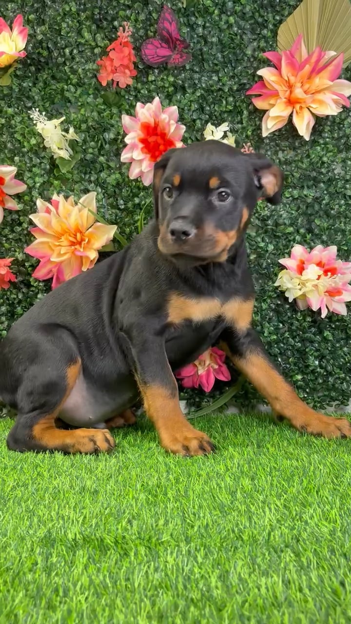 Male Rottweiler puppy named Axel for sale at Puppy Dreams - Junction City. video thumbnail
