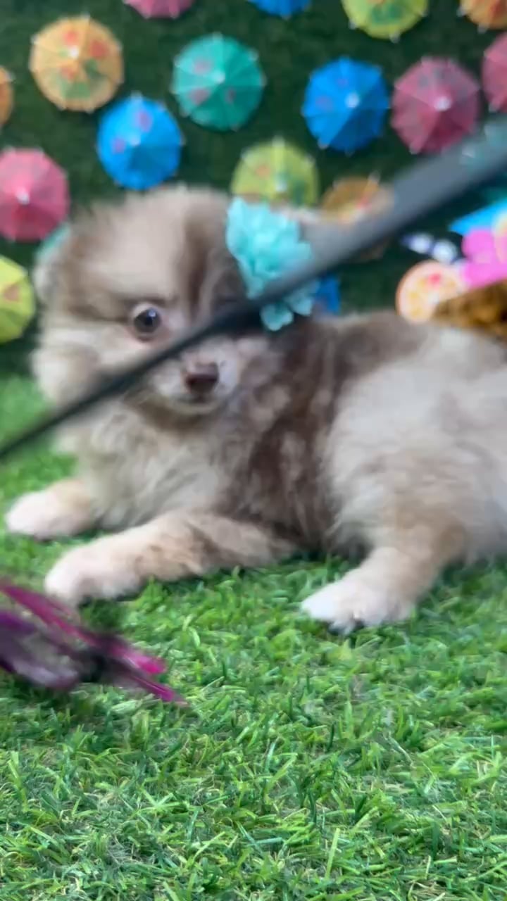 Female Pomeranian puppy named Bella for sale at Puppy Dreams - Carrollton. video thumbnail