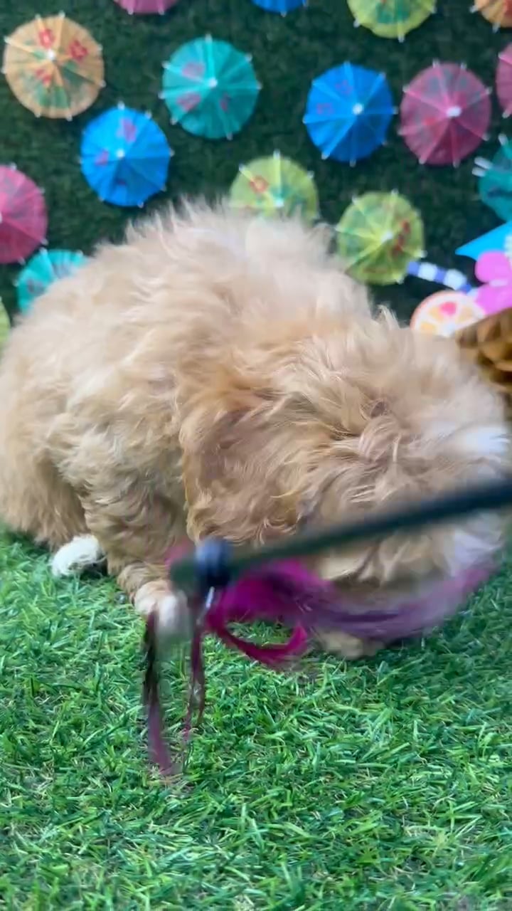 Male Maltipoo puppy named Benji for sale at Puppy Dreams - Carrollton. video thumbnail
