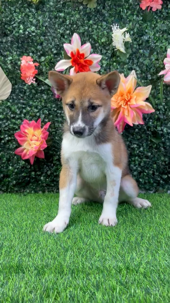 Male Shiba Inu puppy named Yoshi for sale at Puppy Dreams - Wichita West. video thumbnail