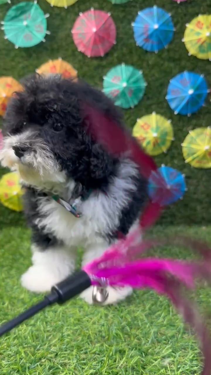 Male Poodle Toy puppy named Toby for sale at Puppy Dreams - Carrollton. video thumbnail