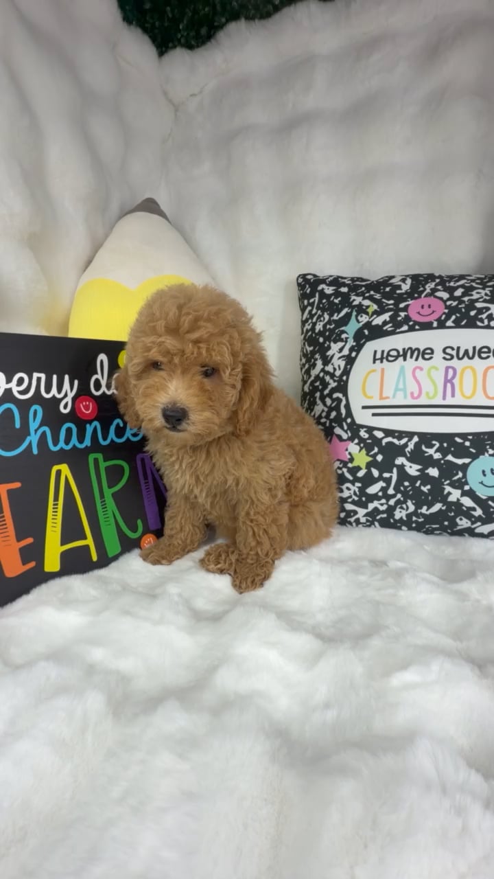 Female Mini Goldendoodle puppy named Hot Honey for sale at Puppy Dreams - Denton. video thumbnail