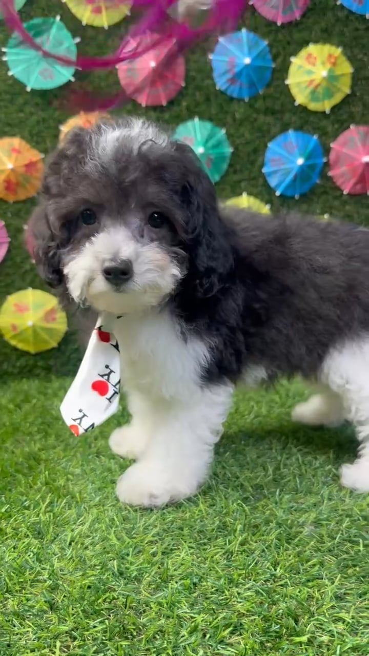 Male Poodle Toy puppy named Teddy for sale at Puppy Dreams - Carrollton. video thumbnail