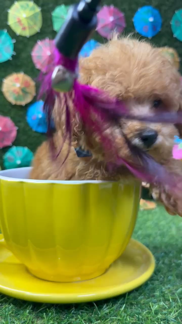 Male Mini Poodle puppy named Theo for sale at Puppy Dreams - Carrollton. video thumbnail