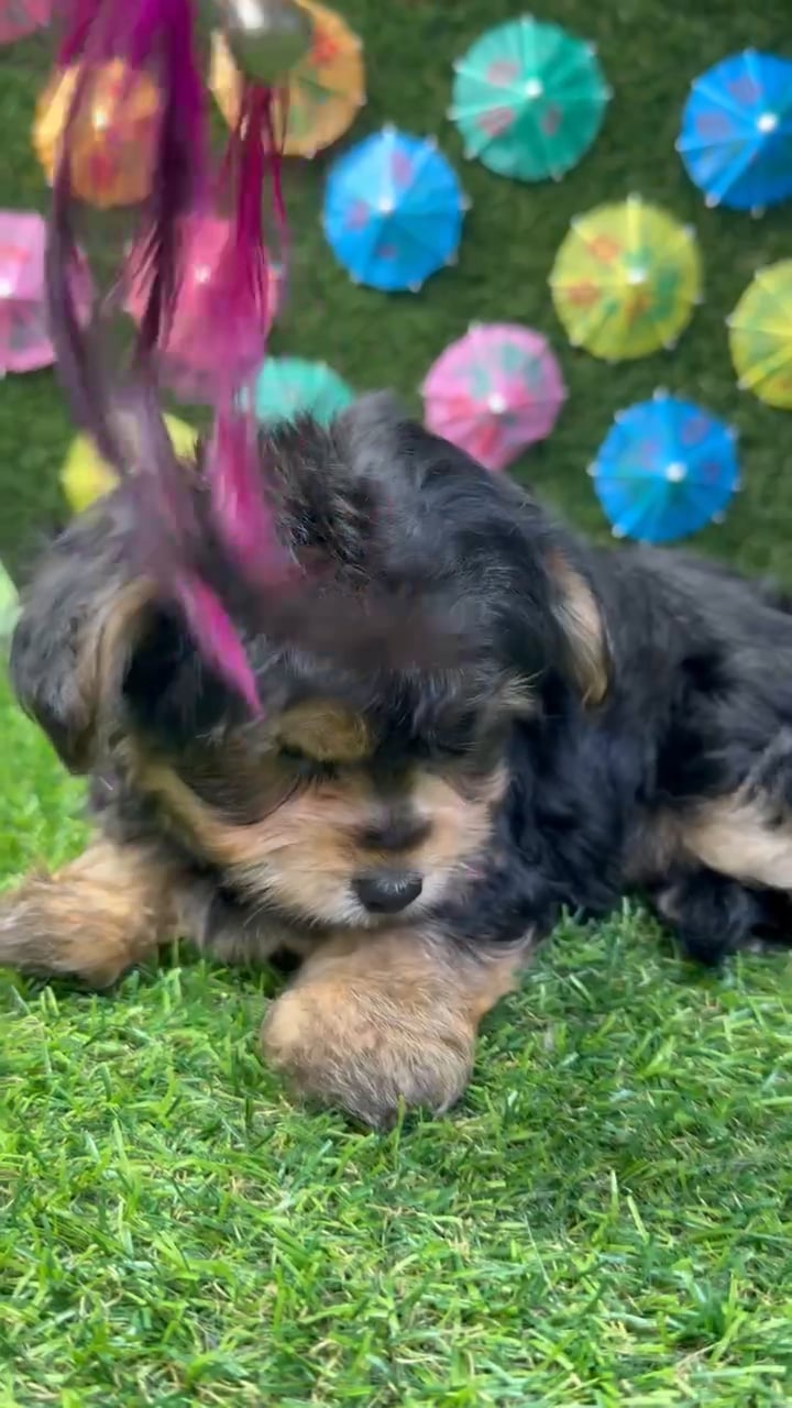 Male Yorkie-Poo puppy named Ollie for sale at Puppy Dreams - Carrollton. video thumbnail