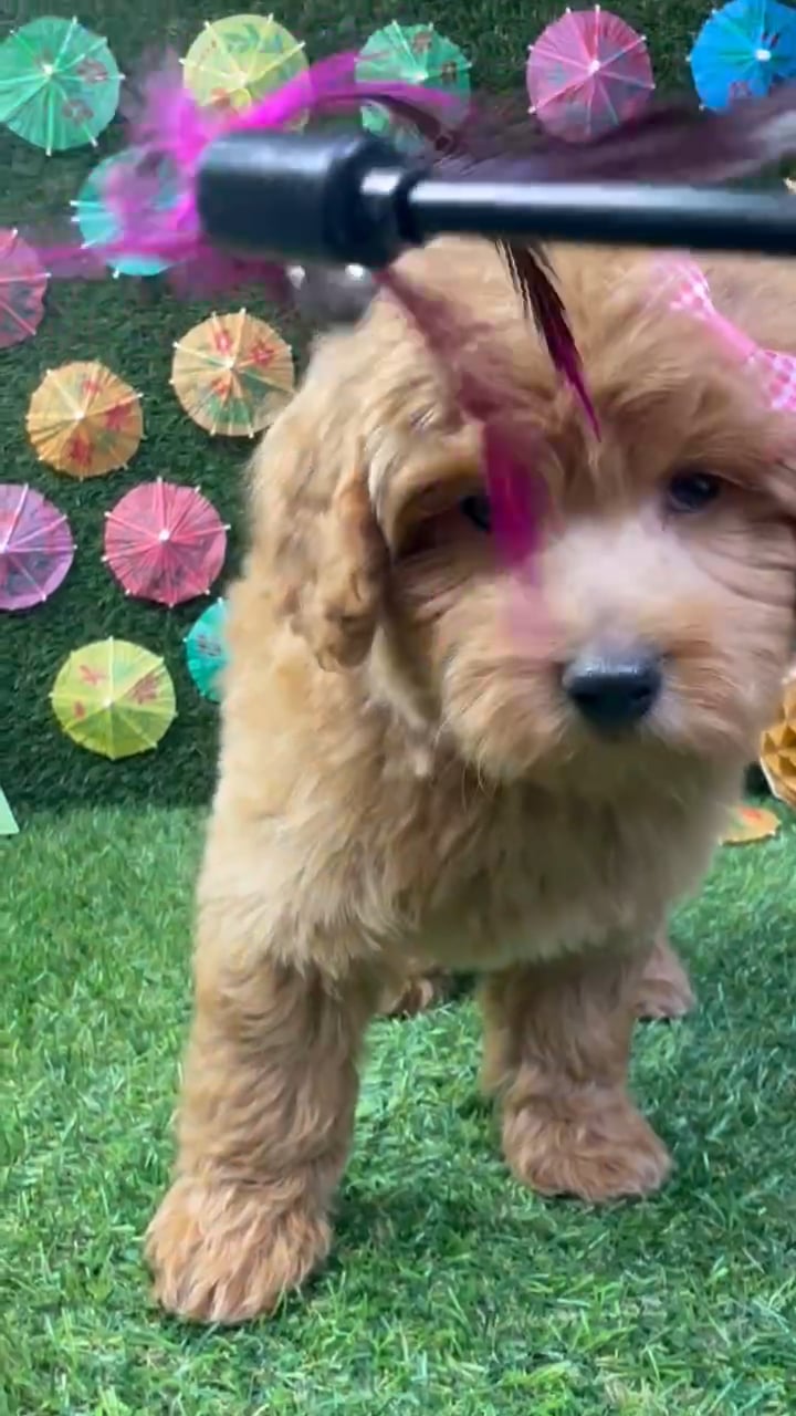 Female Mini Goldendoodle puppy named Ellie for sale at Puppy Dreams - Carrollton. video thumbnail