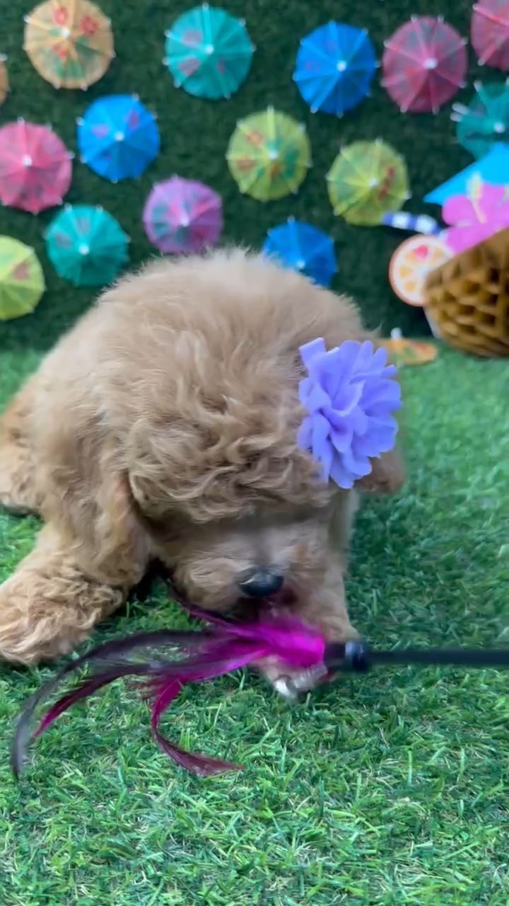 Female Mini Goldendoodle puppy named Sadie for sale at Puppy Dreams - Carrollton. video thumbnail