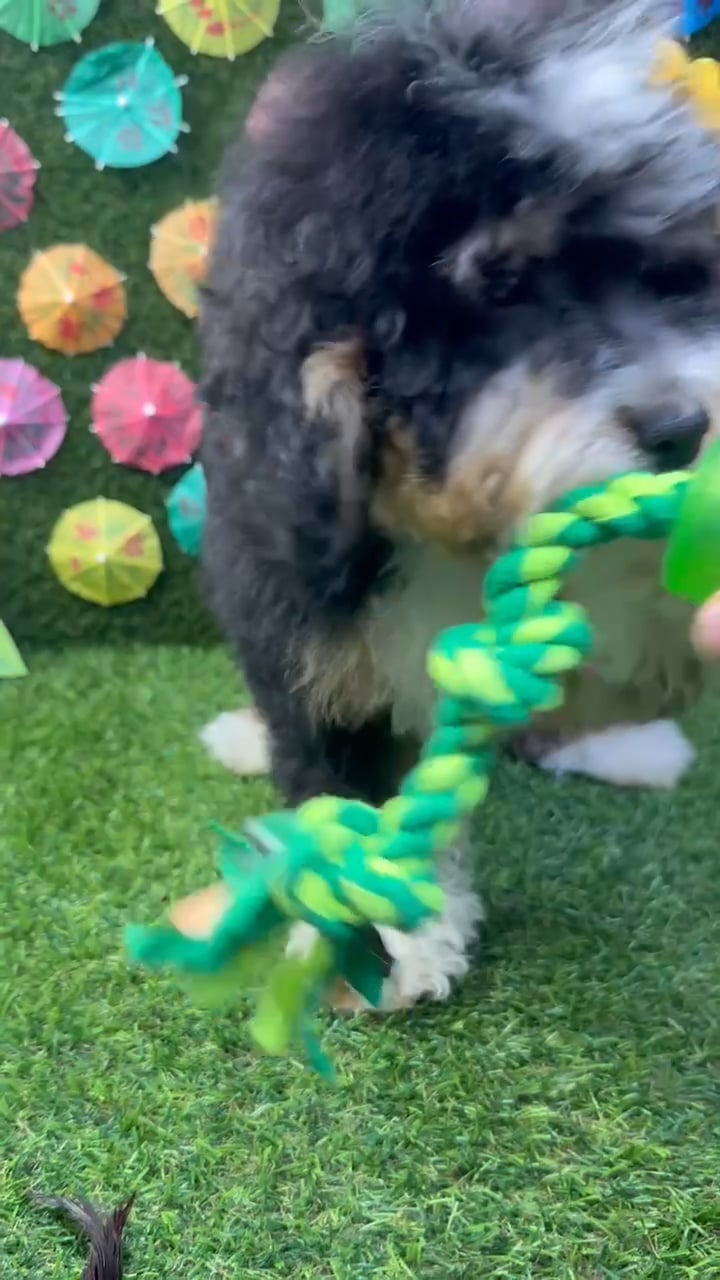 Female Bernedoodle puppy named Stella for sale at Puppy Dreams - Carrollton. video thumbnail