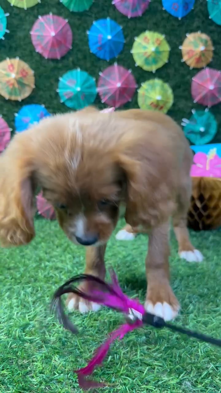 Male Cavapoo puppy named Finn for sale at Puppy Dreams - Carrollton. video thumbnail
