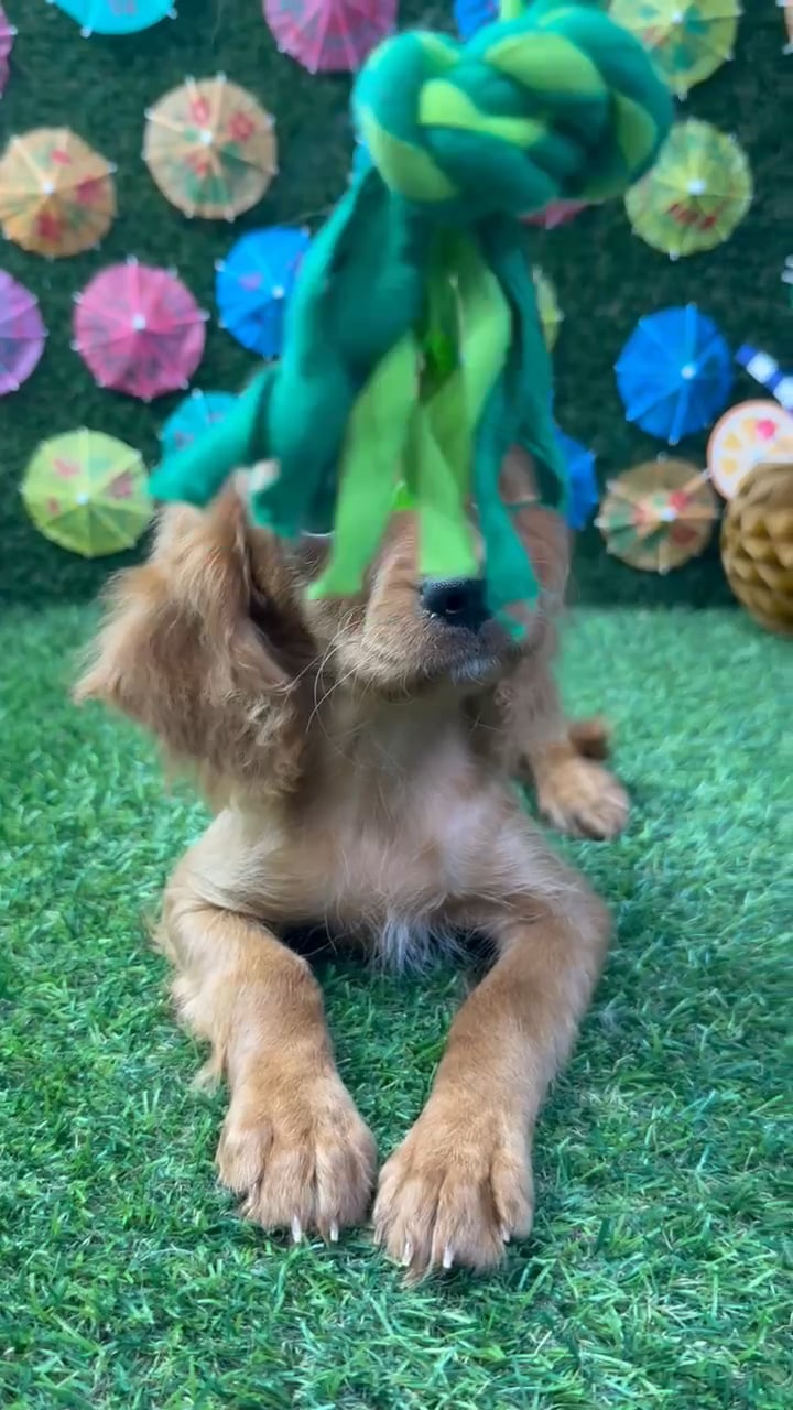 Female Cavapoo puppy named Hazel for sale at Puppy Dreams - Carrollton. video thumbnail