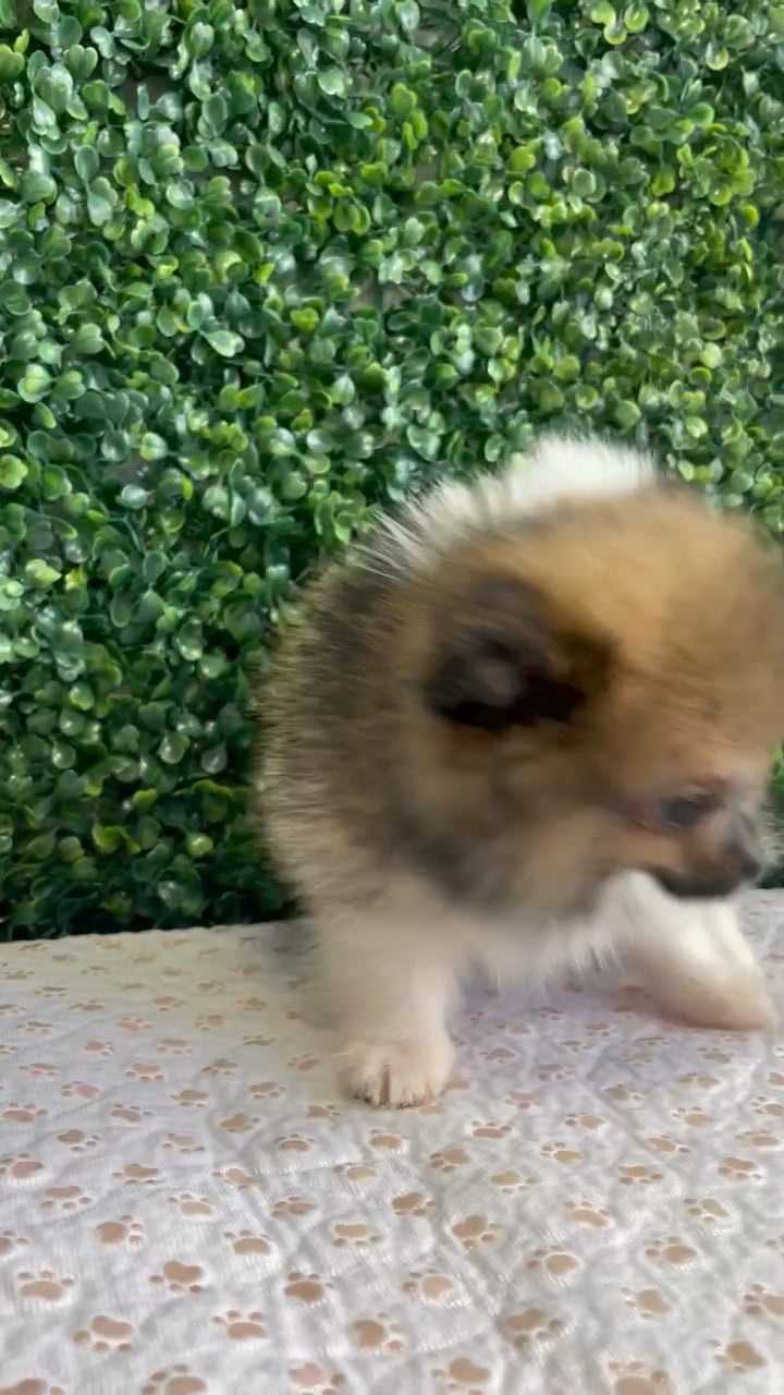 Male Pomeranian puppy named Santa'S Helper for sale at Puppy Dreams - West Little Rock. video thumbnail