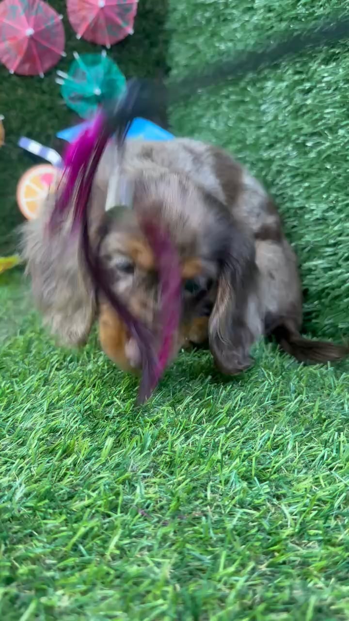 Female Dachshund puppy named Willow for sale at Puppy Dreams - Carrollton. video thumbnail