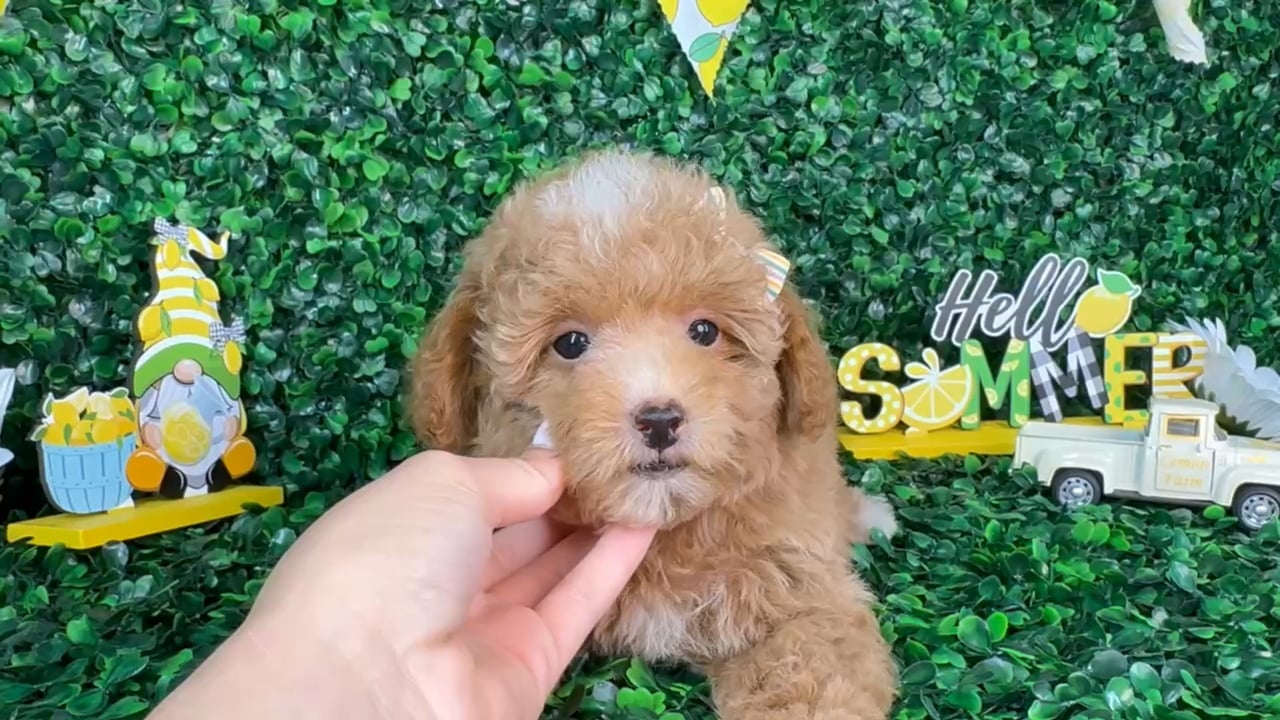 Female Maltipoo puppy named Bonnie for sale at Puppy Dreams - North Richland Hills. video thumbnail