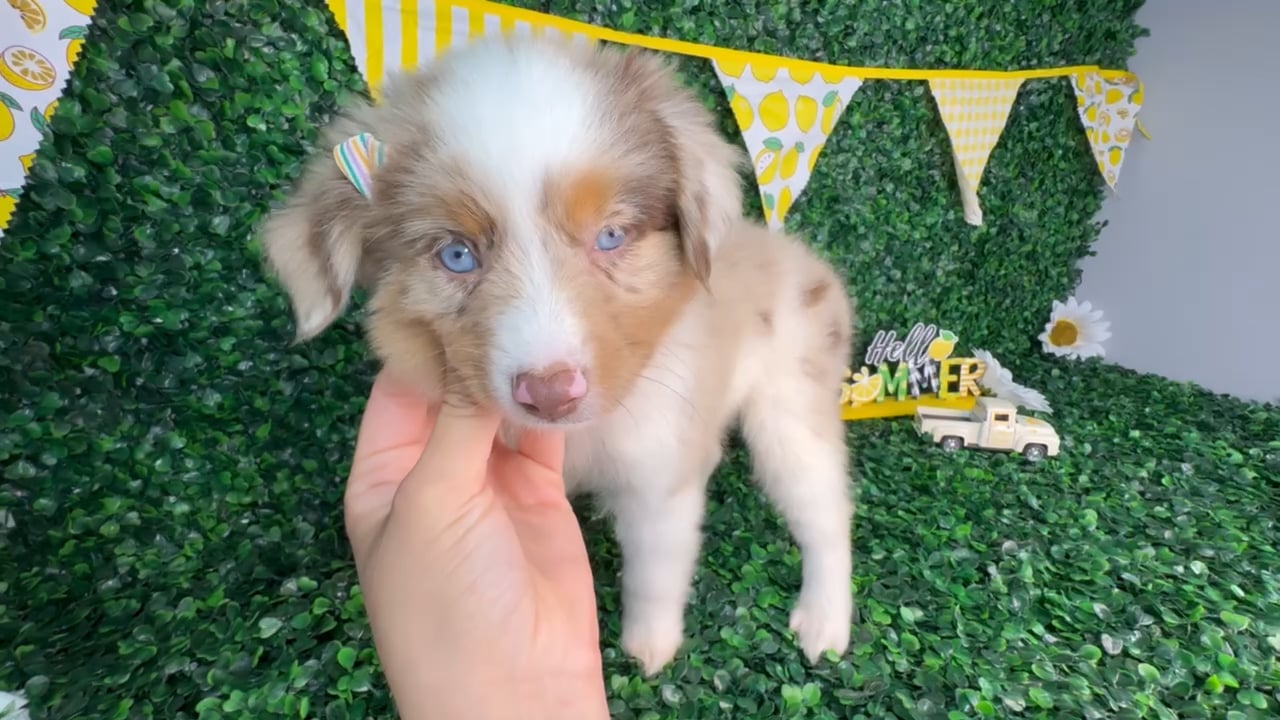 Female Mini Aussie puppy named Stella for sale at Puppy Dreams - North Richland Hills. video thumbnail