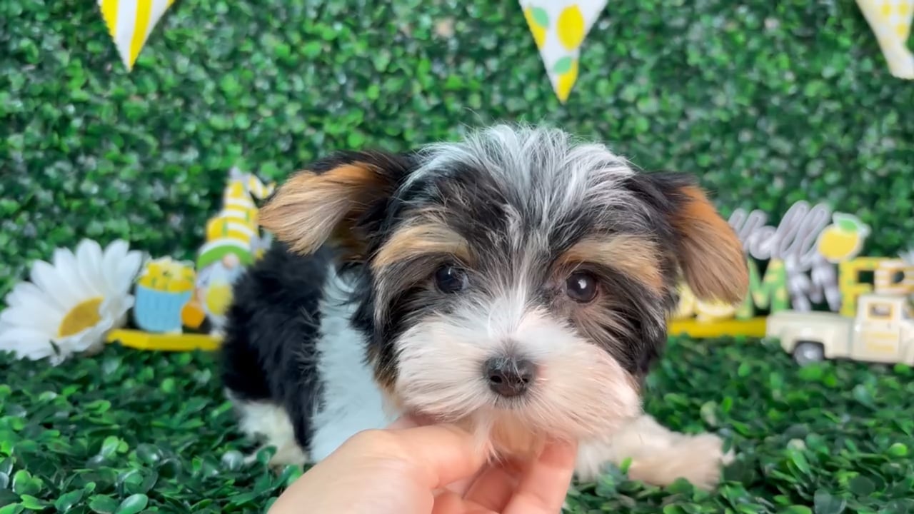 Male Yorkie puppy named Winston for sale at Puppy Dreams - North Richland Hills. video thumbnail