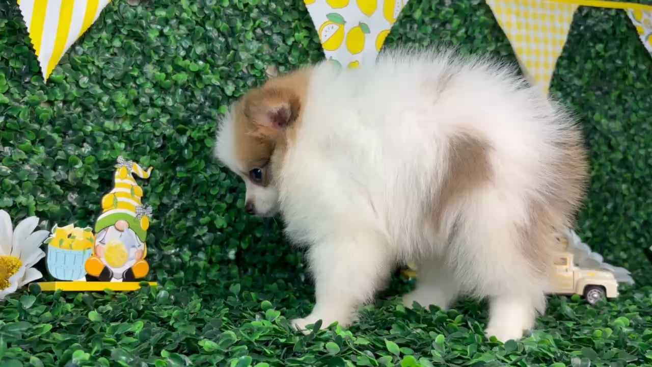Female Pomeranian puppy named Sadie for sale at Puppy Dreams - North Richland Hills. video thumbnail
