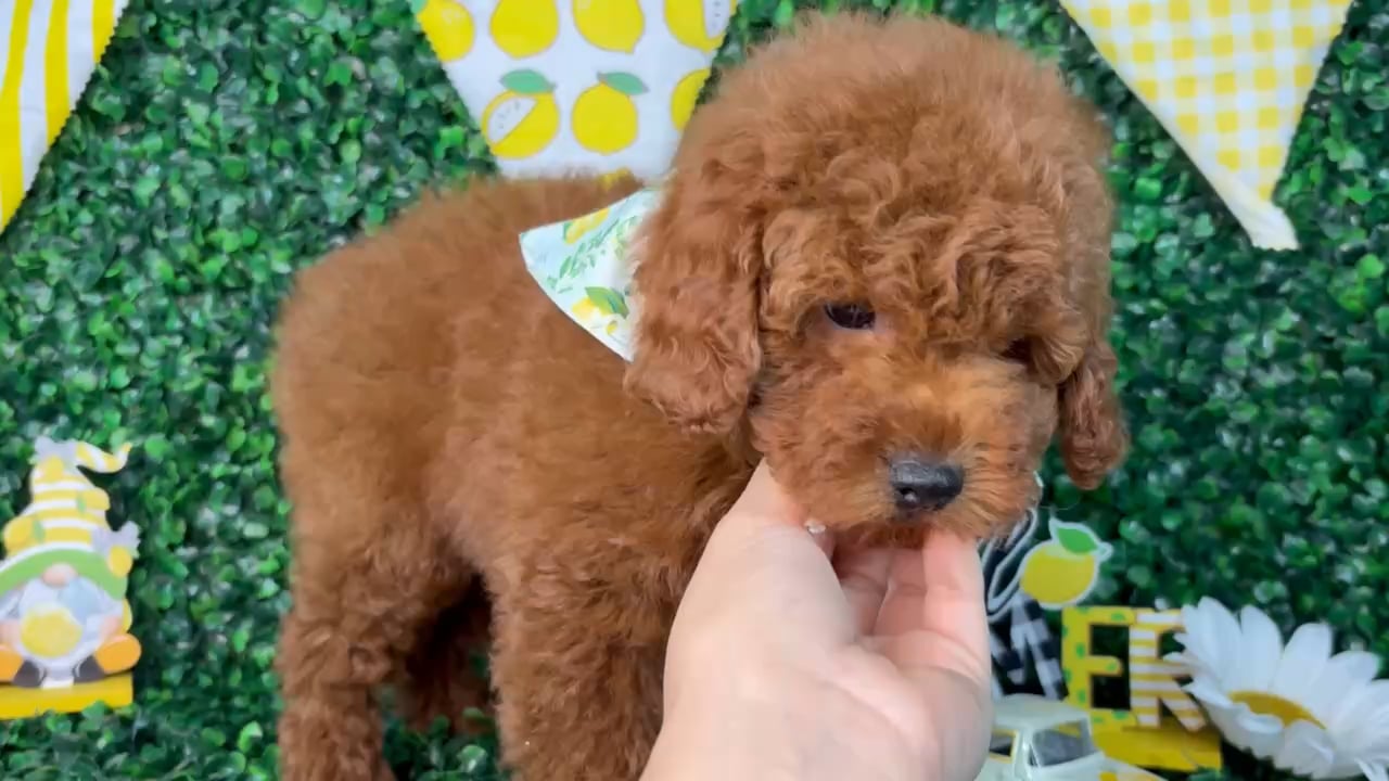 Male Poodle Toy puppy named Teddy for sale at Puppy Dreams - North Richland Hills. video thumbnail