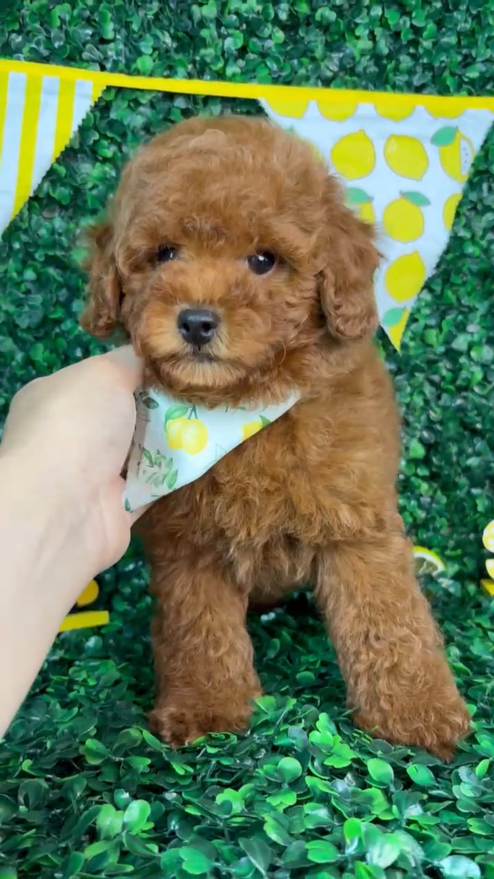 Male Poodle Toy puppy named Bear for sale at Puppy Dreams - North Richland Hills. video thumbnail