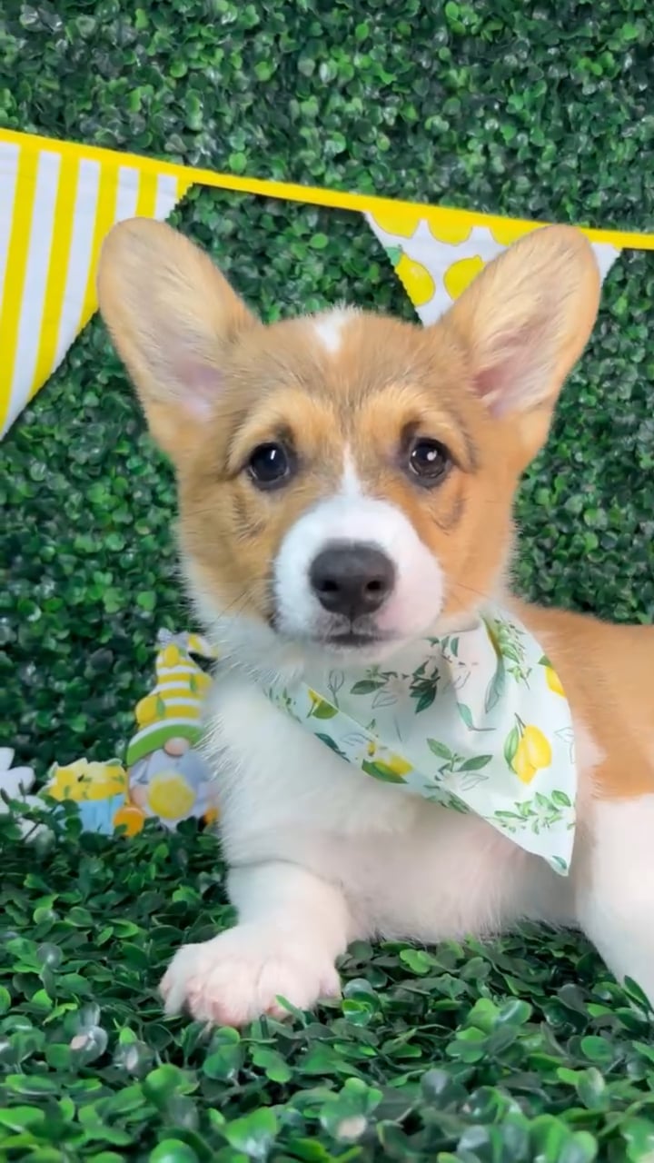 Female Pembroke Welsh Corgi puppy named Bailey for sale at Puppy Dreams - North Richland Hills. video thumbnail