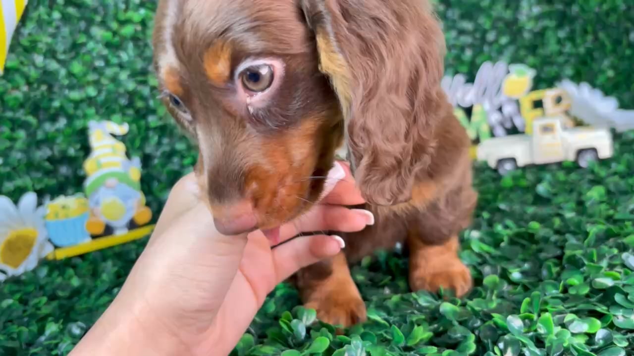 Male Dachshund puppy named Oreo for sale at Puppy Dreams - North Richland Hills. video thumbnail