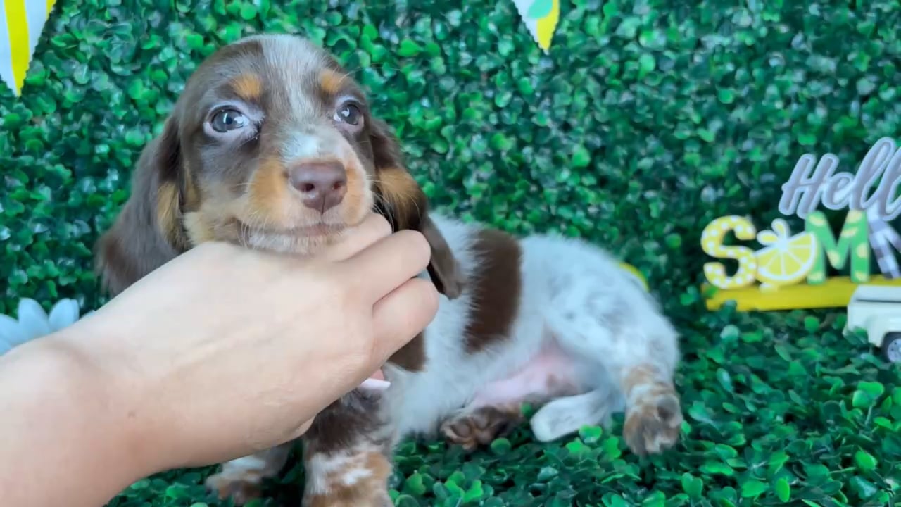 Male Dachshund puppy named Max for sale at Puppy Dreams - North Richland Hills. video thumbnail