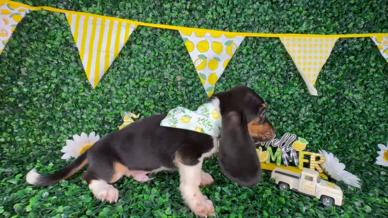 Male Basset Hound puppy named Hopper for sale at Puppy Dreams - North Richland Hills. video thumbnail