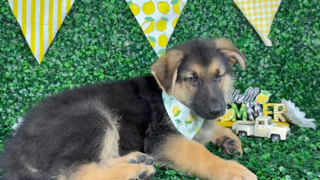 Male German Shepherd puppy named Moose for sale at Puppy Dreams - North Richland Hills. video thumbnail
