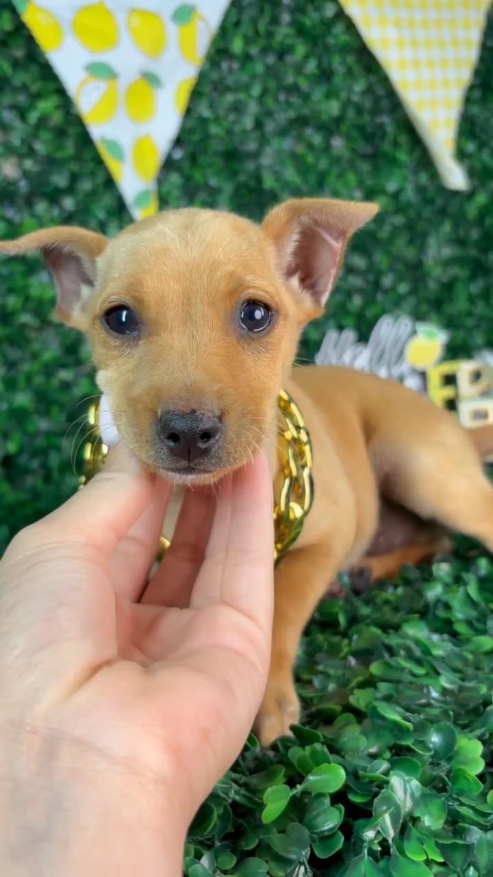 Male Min Pin puppy named King for sale at Puppy Dreams - North Richland Hills. video thumbnail
