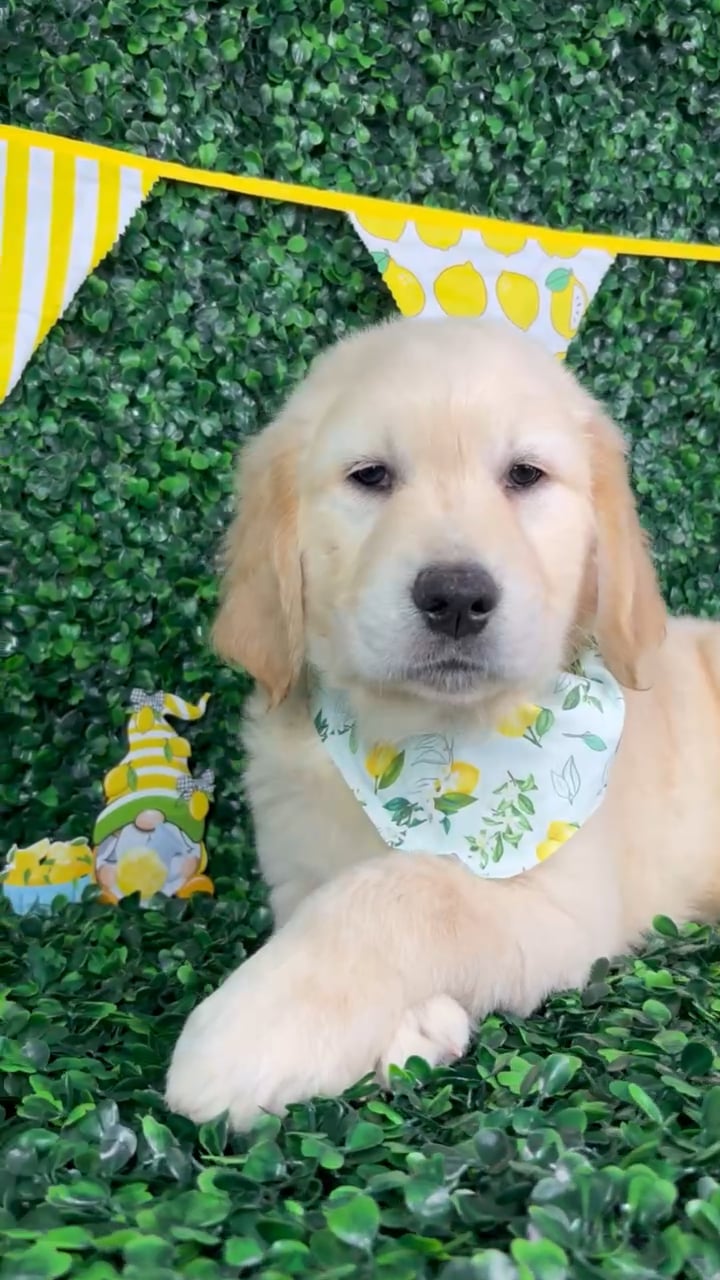 Male Golden Retriever puppy named Buddy for sale at Puppy Dreams - North Richland Hills. video thumbnail